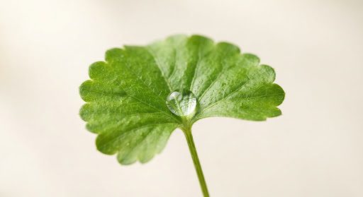 Feuille de centella asiatica avec une goutte d'eau